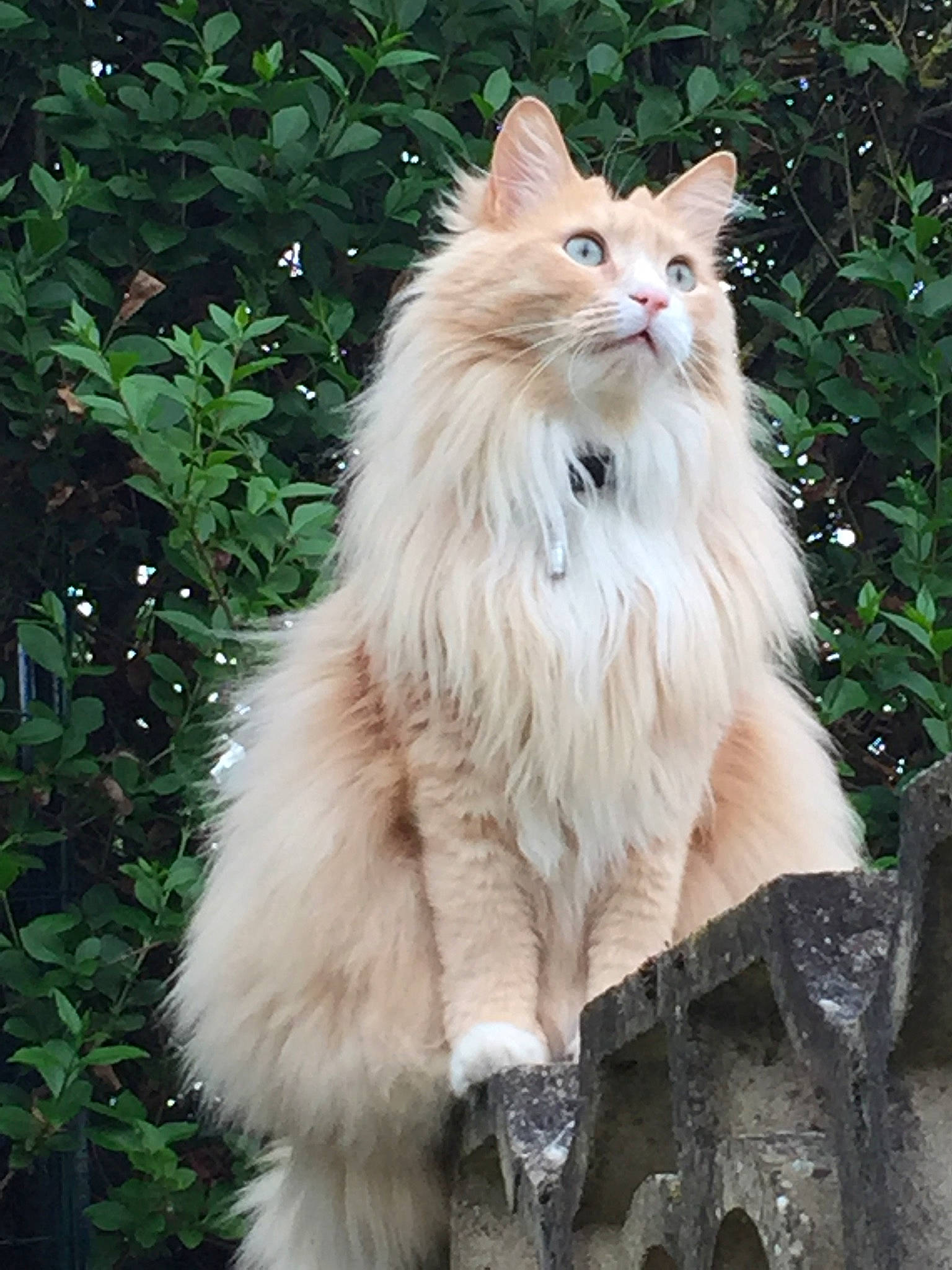 Havane participe au concours pour gagner de l'argent avec cette photo : british_longhair, carnivore, cat, fawn, felidae, fur, grass, natural_material, peach, persian, plant, small_to_medium_sized_cats, snout, tail, terrestrial_animal, whiskers