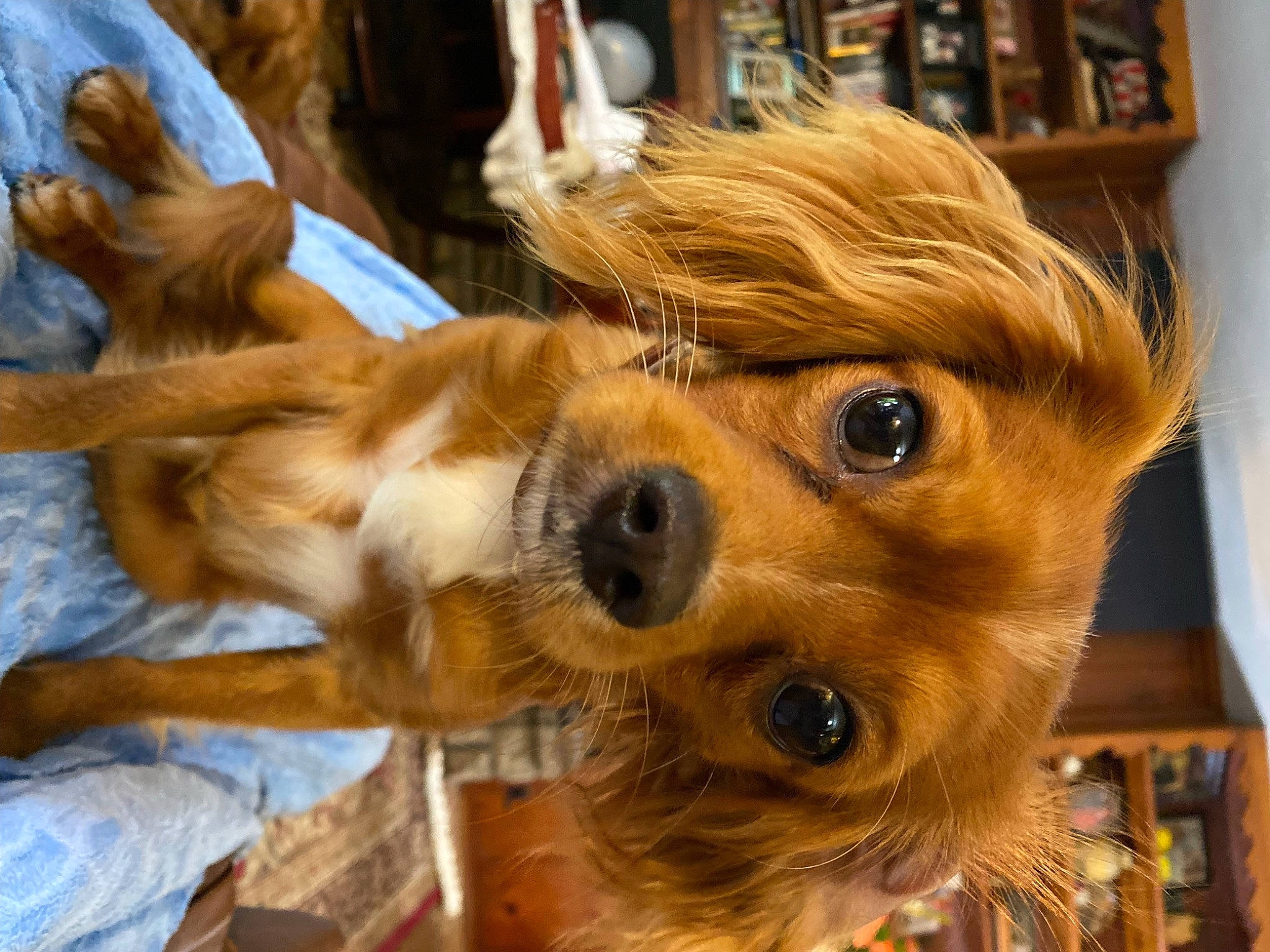 Clifford joined the competition — help win amazing prizes! canidae, carnivore, companion_dog, corgi_chihuahua, dog, dog_breed, fawn, fur, liver, pomeranian, puppy, selfie, snout, sporting_group, terrestrial_animal, toy, toy_dog, whiskers, wood, working_animal