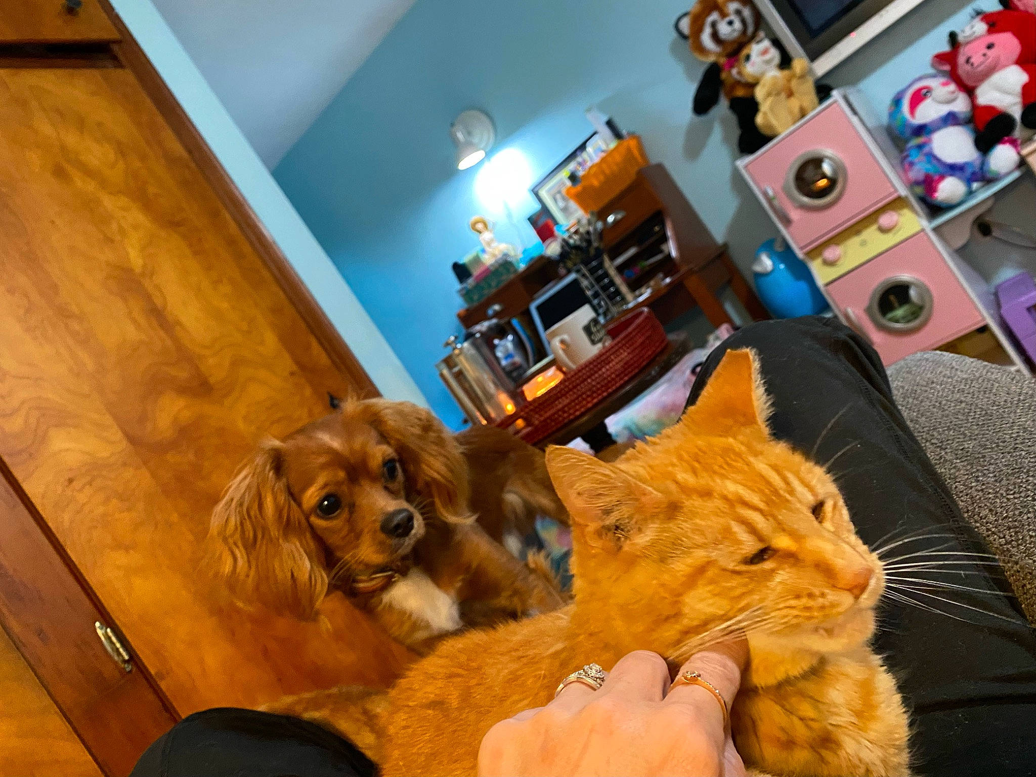 Clifford is registered to the contest to win money with this photo: carnivore, cat, chair, comfort, companion_dog, couch, domestic_short_haired_cat, fawn, felidae, flooring, fur, hardwood, mammal, picture_frame, room, small_to_medium_sized_cats, table, vertebrate, whiskers, wood