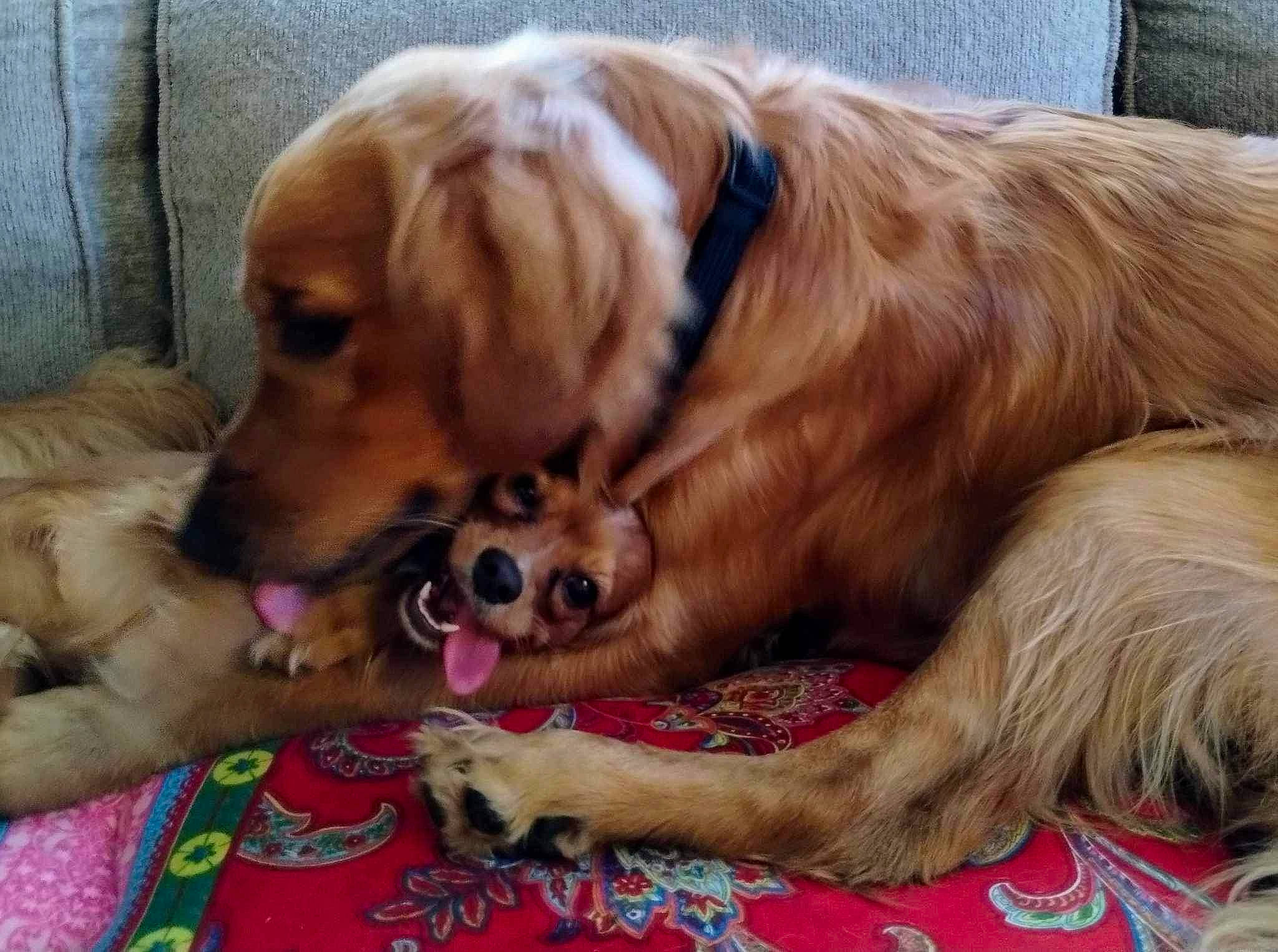 Clifford is registered to the contest to win money with this photo: canidae, carnivore, comfort, companion_dog, dog, dog_breed, dog_supply, fawn, fur, gun_dog, liver, paw, pet_supply, retriever, small_greek_domestic_dog, snout, spaniel, sporting_group, whiskers