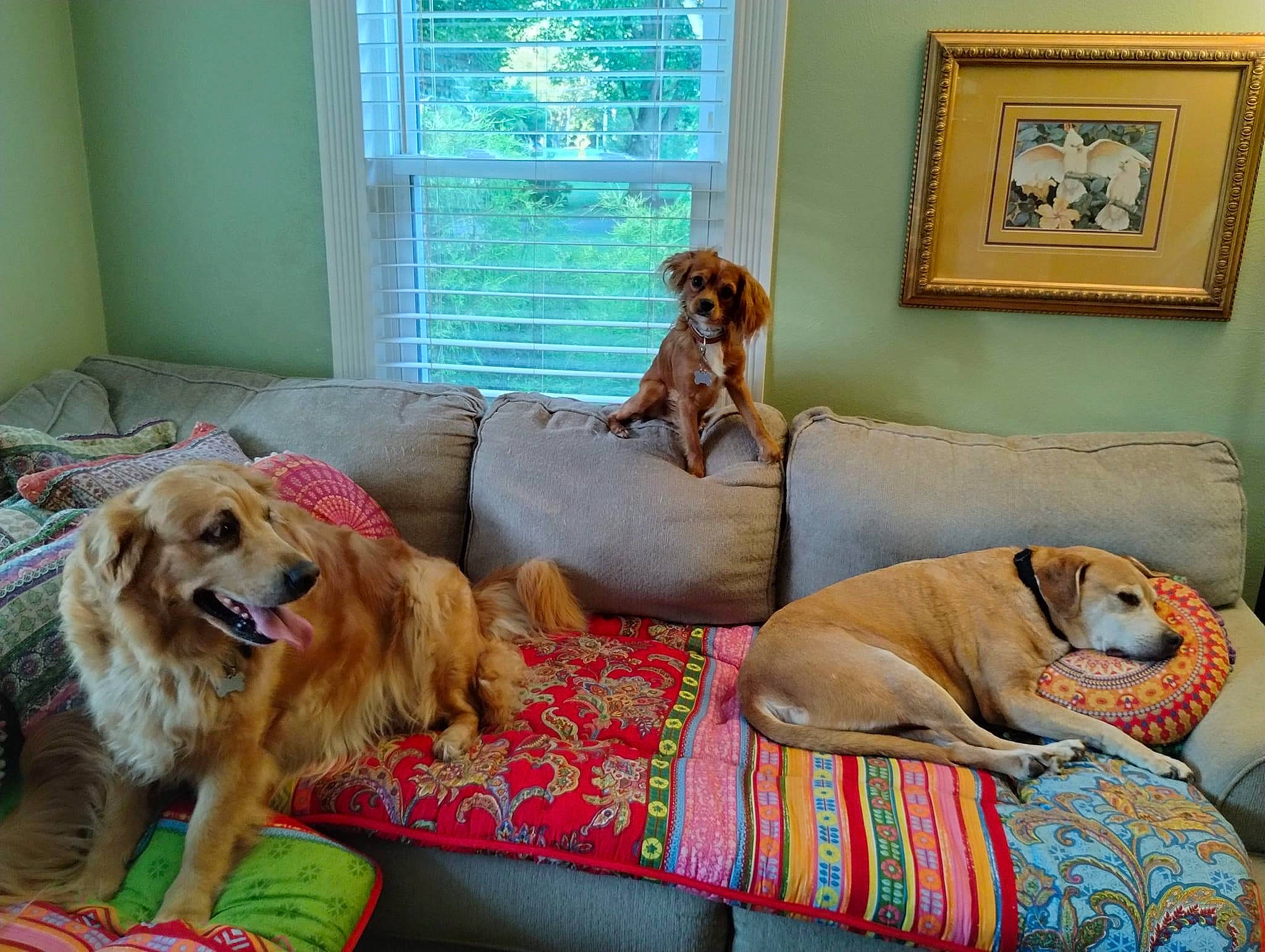 Clifford joined the competition — help win amazing prizes! canidae, carnivore, comfort, companion_dog, couch, dog, dog_breed, dog_supply, fawn, flooring, gun_dog, hardwood, home, liver, picture_frame, room, sporting_group, window, window_blind, working_animal