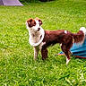 dog, grass, outdoor, tent, frisbee, pet, brown, white, playful, animal, nature, summer, canine, greenery, standing, collar, field, adventure, park, active