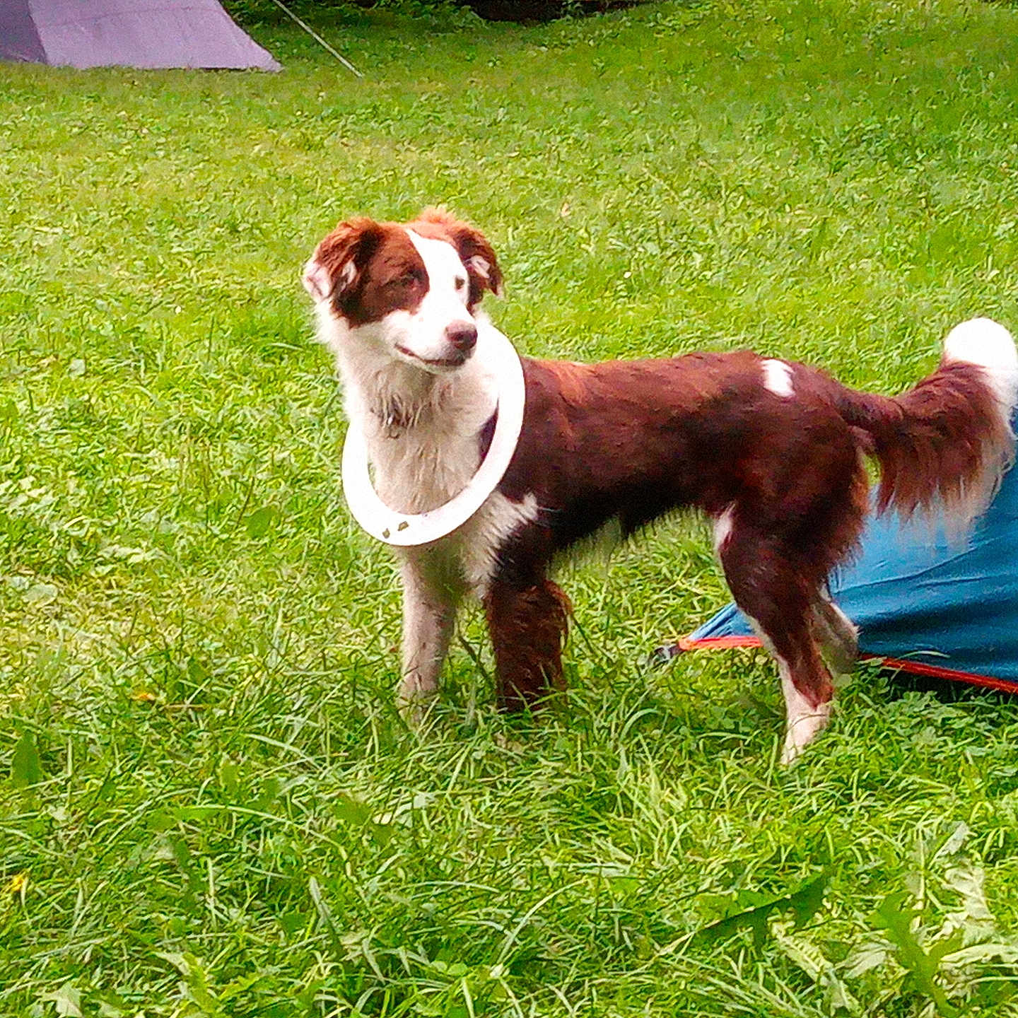 Louna a rejoint le concours — aidez-le/la à gagner de superbes lots ! dog, grass, outdoor, tent, frisbee, pet, brown, white, playful, animal, nature, summer, canine, greenery, standing, collar, field, adventure, park, active