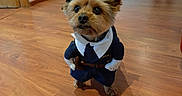 Icare participe au concours pour gagner de l'argent avec cette photo : dog, small_dog, yorkshire_terrier, police_costume, police_hat, uniform, tie, badge, dressed_up, standing, indoors, wooden_floor, home, portrait, pet, funny, cute, serious_expression, human_legs, costume