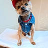 dog, small_dog, pet, portrait, red_cap, denim_outfit, clothing, collar, leash, brown_fur, fluffy, face, nose, eyes, sitting, indoors, cushion, bed, fashion, cute