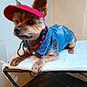 Icare participe au concours pour gagner de l'argent avec cette photo : dog, yorkshire_terrier, small_dog, pet, animal, pink_cap, denim_outfit, clothing, harness, collar, sitting, lying_down, portrait, indoor, tiled_wall, cot, bed, fashion, cute, brown_fur