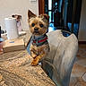 Icare participe au concours pour gagner de l'argent avec cette photo : dog, yorkshire_terrier, small_dog, pet, sitting, portrait, indoors, kitchen, table, countertop, chair, paper_towel, harness, collar, brown_fur, long_fur, cute, alert, home, tile_floor