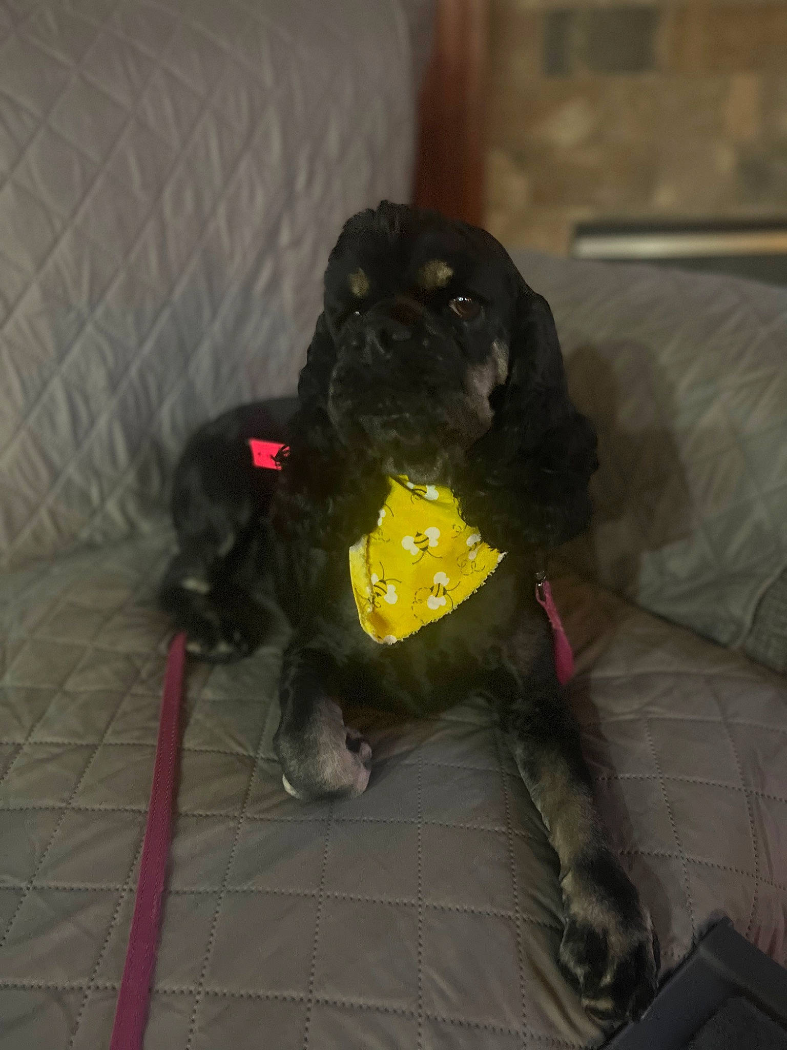 Sadie Mae Johnson is registered to the contest to win money with this photo: borador, canidae, carnivore, companion_dog, dog, dog_breed, dog_collar, dog_supply, fawn, fur, guard_dog, gun_dog, liver, non_sporting_group, snout, sporting_group, tail, toy_dog, whiskers, working_animal