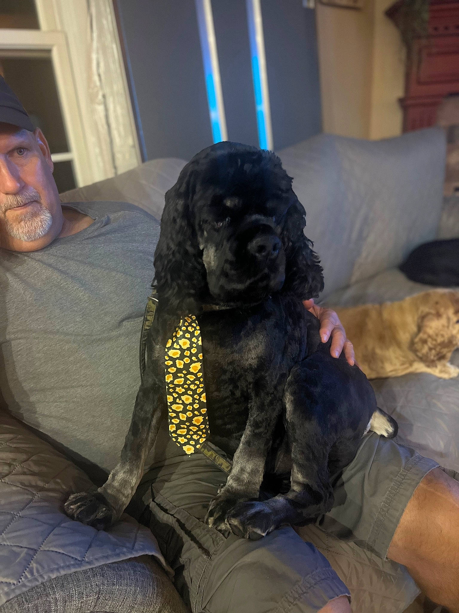 Groot is registered to the contest to win money with this photo: armrest, automotive_tire, beard, canidae, car_seat, car_seat_cover, carnivore, comfort, companion_dog, dog, dog_breed, fur, human_leg, poodle, sitting, spaniel, sporting_group, thigh, toy_dog, working_animal