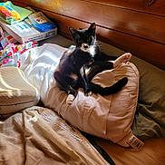 Trouble joined the competition — help win amazing prizes! cat, black_and_white_cat, bedroom, pillow, bedding, wooden_headboard, sunlight, indoor, resting, pet, fur, whiskers, cozy, relaxed, animal, domestic, feline, household_items, blanket, comfort