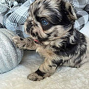 Zoi is registered to the contest to win money with this photo: puppy, dog, merle, blue_eyes, paw, silver_pumpkin, glitter, decor, white_surface, cute, fur, small, pet, animal, indoor, closeup, texture, background, black_and_white, curious