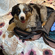Jameson is registered to the contest to win money with this photo: puppy, dog, bed, suitcase, floral_bedspread, indoor, happy, tongue_out, furry, cute, pet, resting, sleeping_area, blanket, fabric, travel, luggage, animal, domestic_animal, young