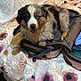 puppy, dog, bed, suitcase, floral_bedspread, indoor, happy, tongue_out, furry, cute, pet, resting, sleeping_area, blanket, fabric, travel, luggage, animal, domestic_animal, young