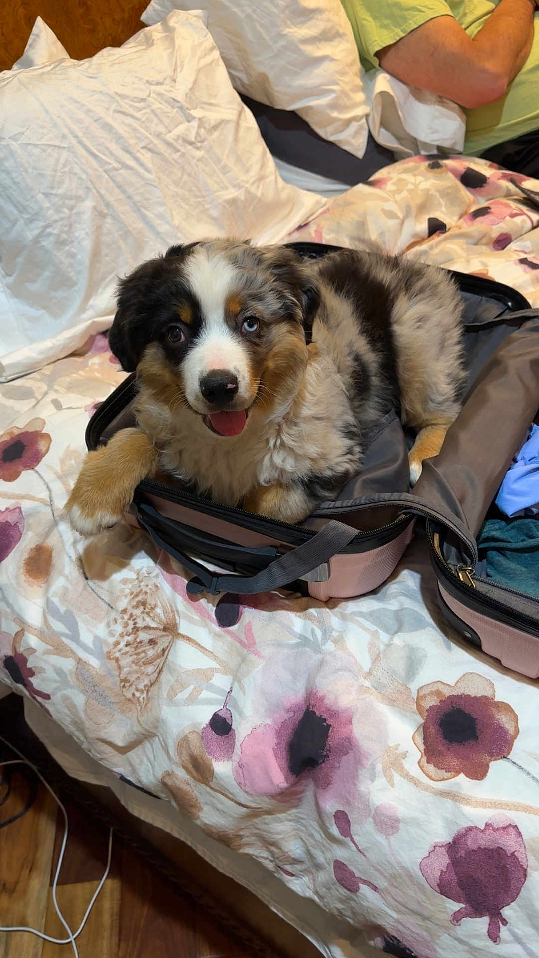 Jameson is registered to the contest to win money with this photo: puppy, dog, bed, suitcase, floral_bedspread, indoor, happy, tongue_out, furry, cute, pet, resting, sleeping_area, blanket, fabric, travel, luggage, animal, domestic_animal, young