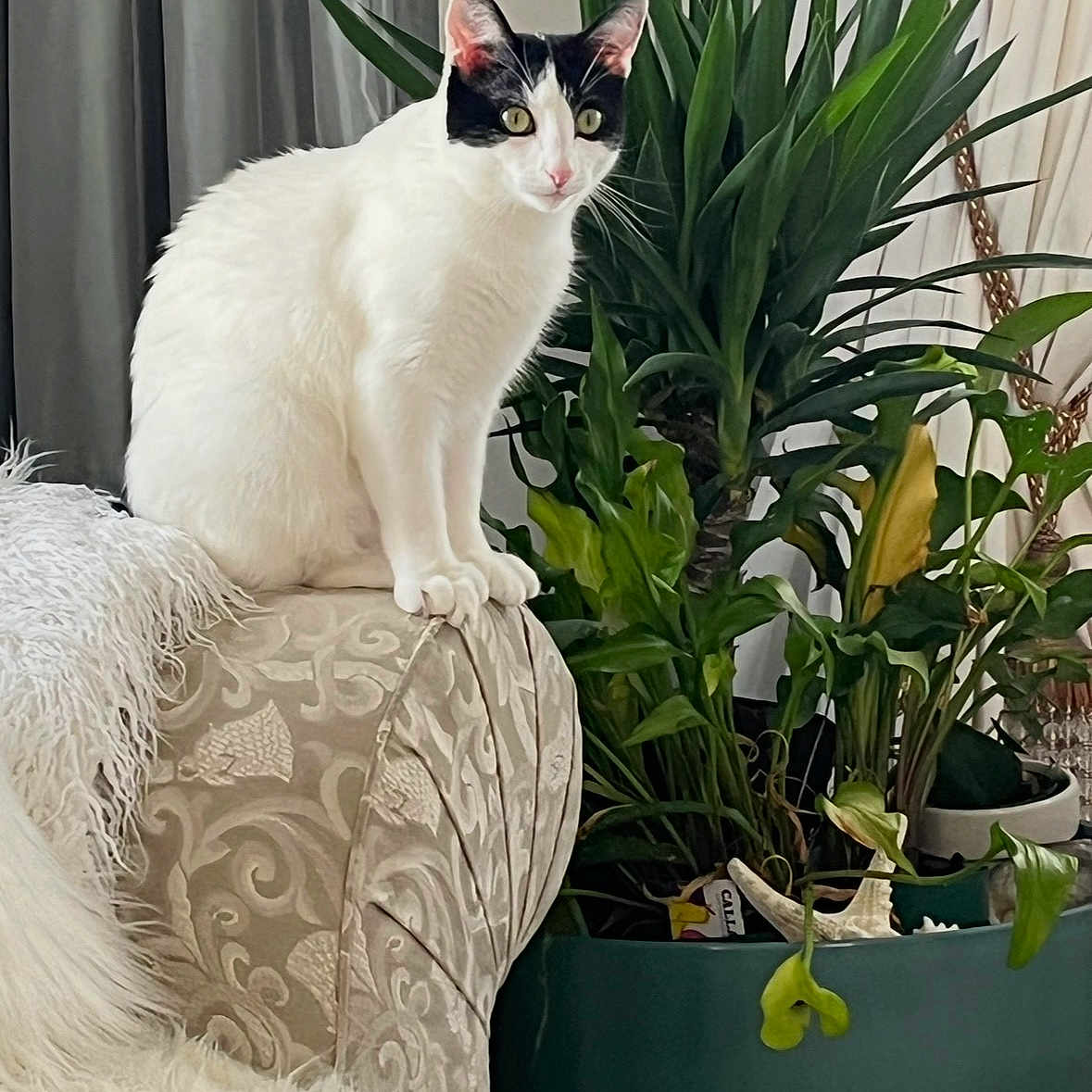 Tami