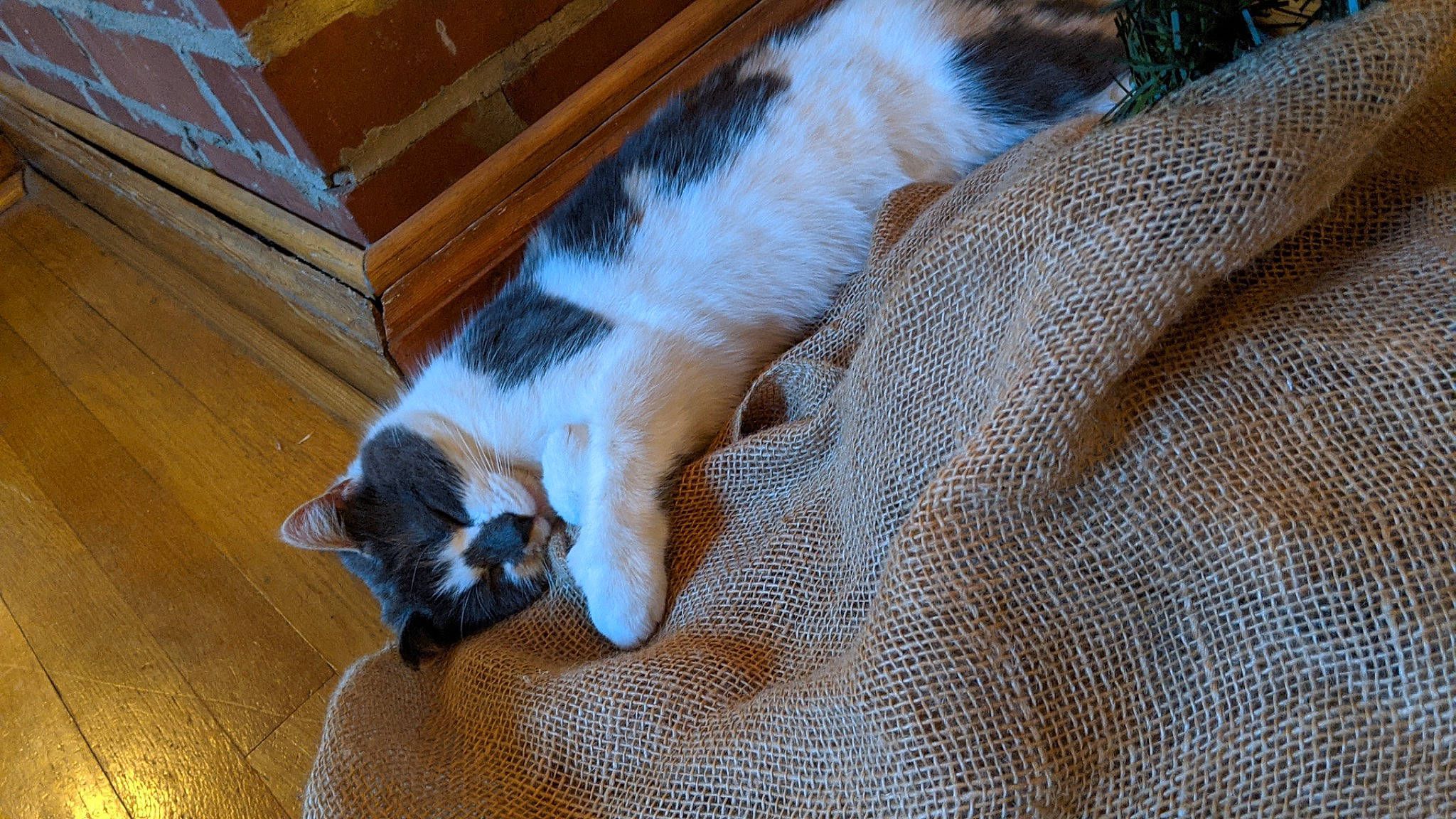 Hershey is registered to the contest to win money with this photo: brown, carnivore, cat, claw, comfort, domestic_short_haired_cat, fawn, felidae, flooring, fur, hardwood, linens, nap, paw, small_to_medium_sized_cats, tail, whiskers, wood, wood_flooring, wood_stain