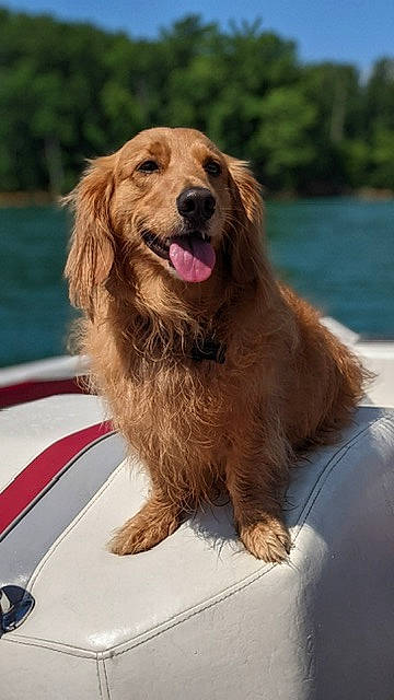 Graham is registered to the contest to win money with this photo: automotive_exterior, automotive_lighting, canidae, carnivore, companion_dog, dog, dog_breed, fang, fur, gun_dog, happy, leisure, liver, plant, retriever, snout, sporting_group, water, windshield, working_dog