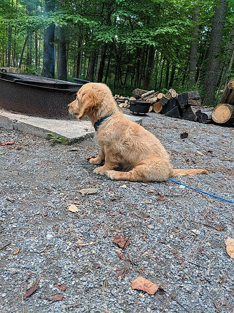 Graham is registered to the contest to win money with this photo: asphalt, canidae, carnivore, companion_dog, dog, dog_breed, fawn, fence, plant, poodle, road_surface, rock, snout, soil, sporting_group, tail, tree, wildlife, wood, working_animal