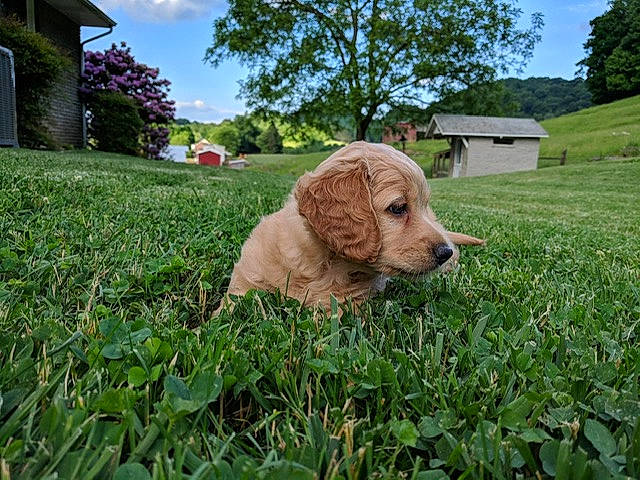 Graham is registered to the contest to win money with this photo: carnivore, cloud, companion_dog, dog, dog_breed, fawn, garden, grass, groundcover, gun_dog, landscape, lawn, liver, plant, retriever, sky, snout, spaniel, tree, working_animal