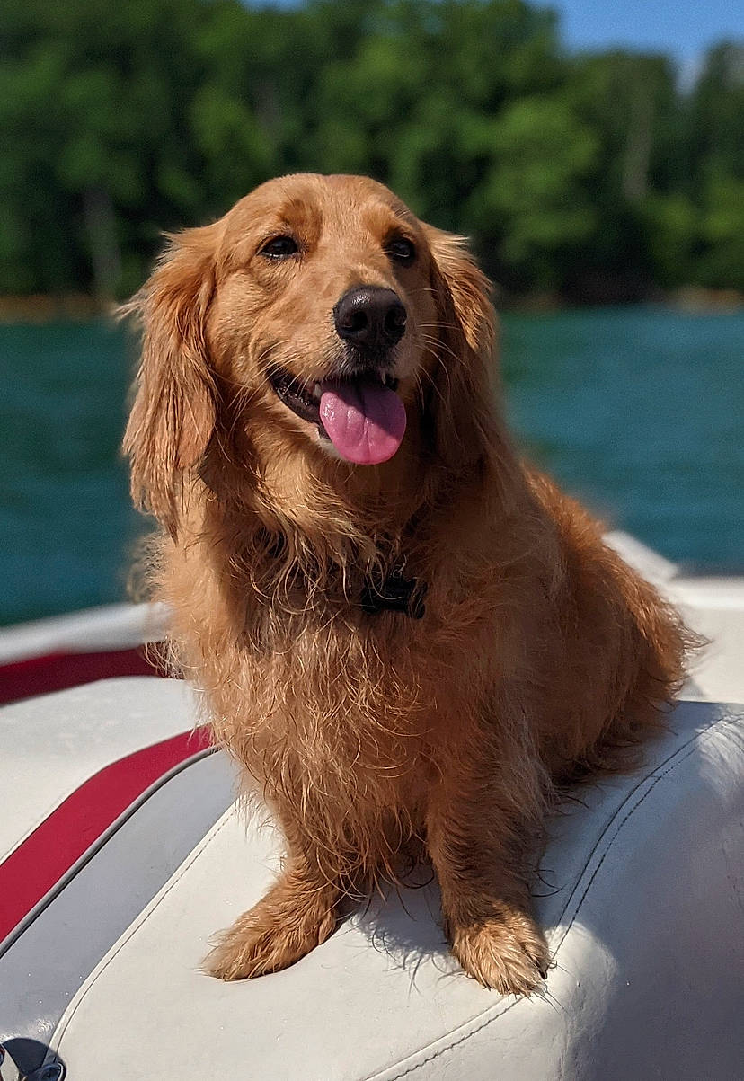 Graham joined the competition — help win amazing prizes! automotive_exterior, canidae, carnivore, companion_dog, dog, dog_breed, fang, fur, gun_dog, happy, liver, plant, sky, snout, sporting_group, tree, water, windshield, working_dog, yawn