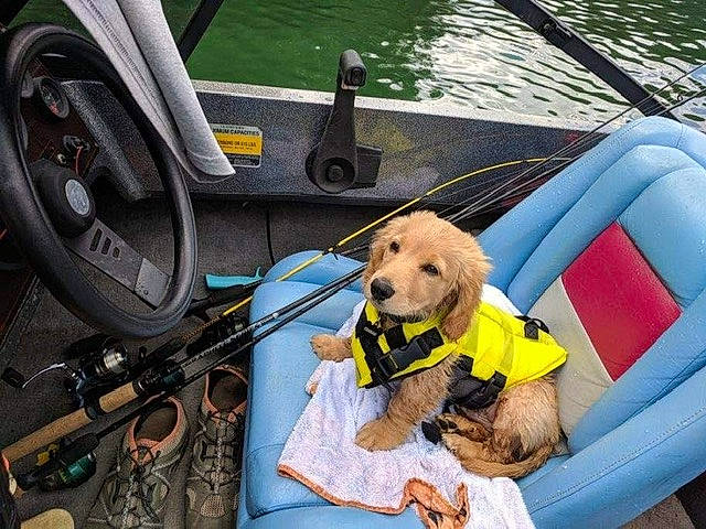 Graham is registered to the contest to win money with this photo: automotive_exterior, boat, boats_and_boating_equipment_and_supplies, car_seat, carnivore, companion_dog, dog, dog_breed, fawn, lake, leisure, lifejacket, motor_vehicle, recreation, steering_wheel, vehicle, vehicle_door, water, watercraft, working_animal
