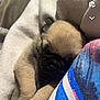 puppy, dog, sleeping, blanket, cozy, fur, paw, closeup, snuggling, cute, pet, resting, indoors, soft, fabric, young, animal, comfort, warm, nap