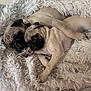 dog, pug, puppy, blanket, fluffy, cute, snuggling, resting, cozy, pet, animal, fur, home, indoor, sleeping, relaxed, three_dogs, cute_animals, companion, playful
