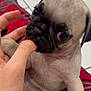 puppy, pug, dog, pet, cute, small_dog, finger, bite, hand, plaid_blanket, floor, indoors, animal, fur, eyes, mouth, nose, whiskers, sitting, playful