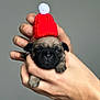 puppy, dog, pug, hat, red_hat, knit_hat, pom_pom, hand, holding, cute, pet, animal, face, small, young, adorable, grey_background, indoor, close_up, blurred