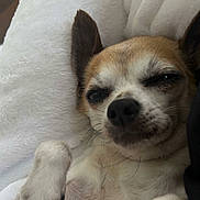 Periwinkle joined the competition — help win amazing prizes! animal, chihuahua, closeup, cozy, cute, dog, ears, face, fur, indoor, napping, nose, paw, pet, relaxed, resting, sleepy, small_dog, whiskers, white_blanket