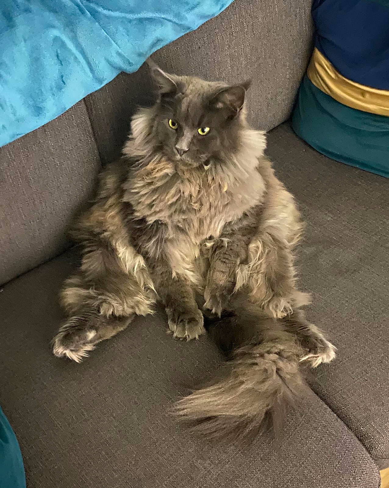 Onyx a rejoint le concours — aidez-le/la à gagner de superbes lots ! box, british_longhair, carnivore, cat, claw, comfort, fawn, felidae, flooring, fur, grey, paw, sitting, small_to_medium_sized_cats, snout, tail, terrestrial_animal, whiskers