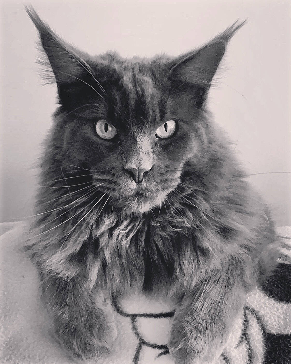 Onyx a rejoint le concours — aidez-le/la à gagner de superbes lots ! black_cat, british_longhair, carnivore, cat, claw, eye, felidae, fur, grey, illustration, iris, monochrome, monochrome_photography, paw, small_to_medium_sized_cats, snout, tail, whiskers, window