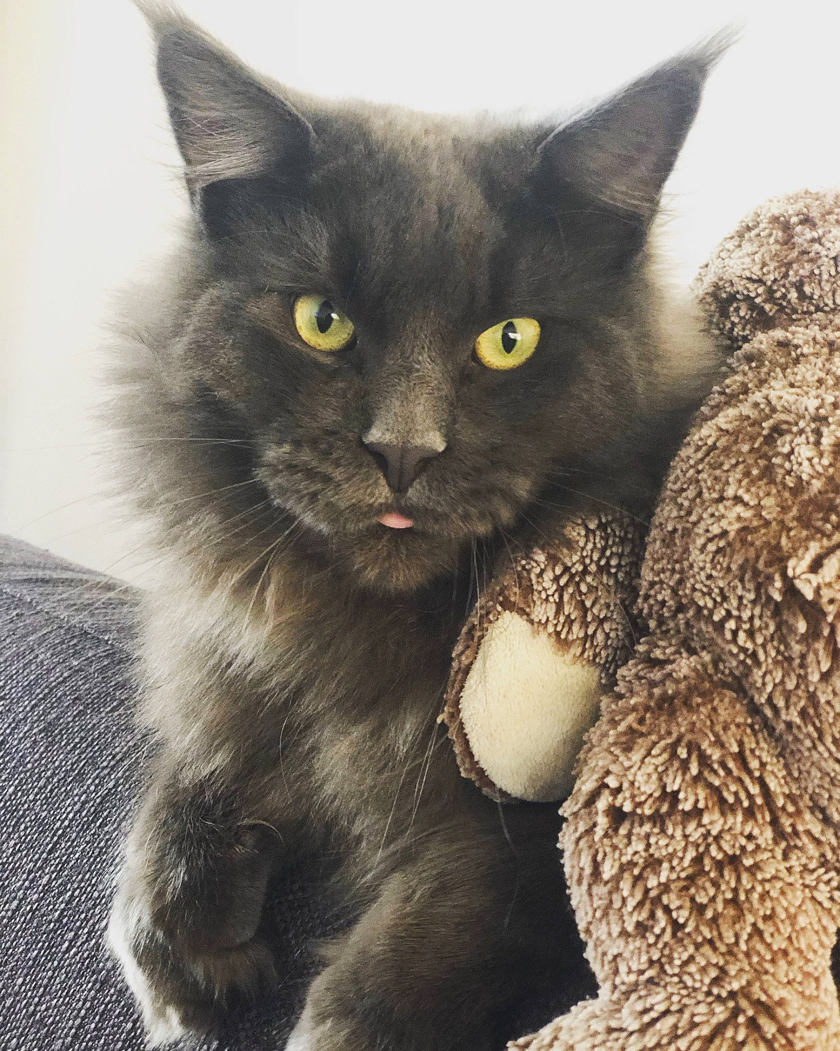 Onyx a rejoint le concours — aidez-le/la à gagner de superbes lots ! black_cat, british_longhair, carnivore, cat, claw, domestic_short_haired_cat, felidae, fur, grey, iris, paw, small_to_medium_sized_cats, snout, tail, terrestrial_animal, whiskers