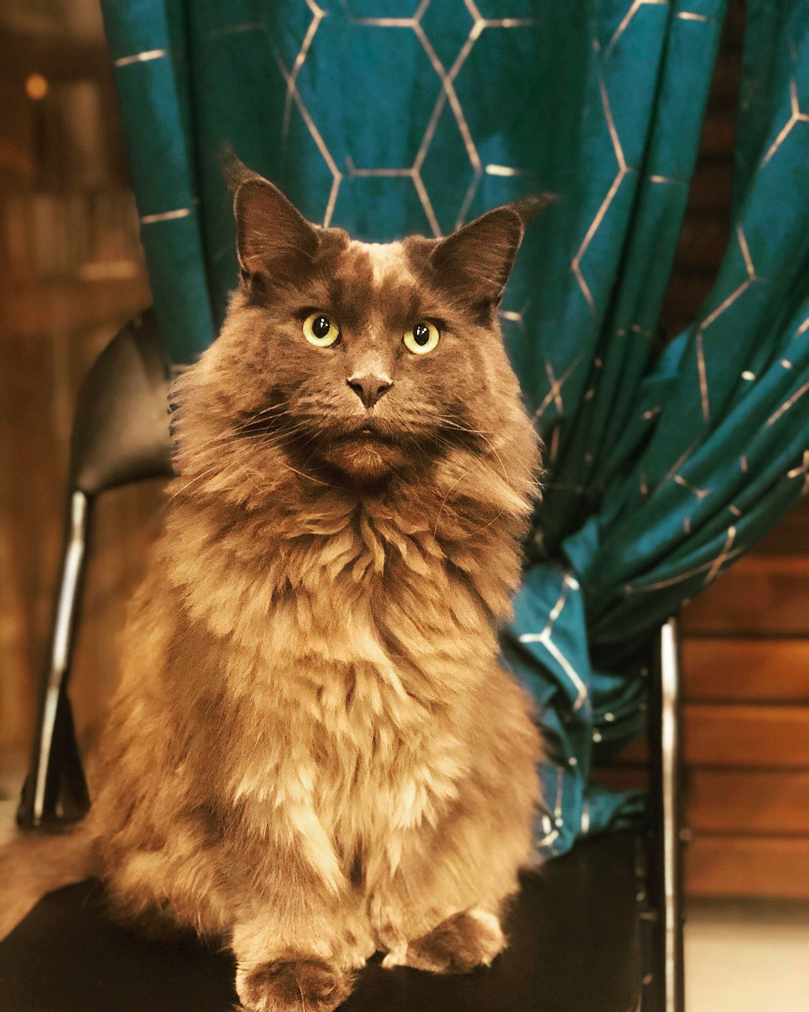 Onyx a rejoint le concours — aidez-le/la à gagner de superbes lots ! british_longhair, carnivore, cat, domestic_short_haired_cat, electric_blue, fawn, felidae, fur, small_to_medium_sized_cats, snout, tail, terrestrial_animal, whiskers, wood