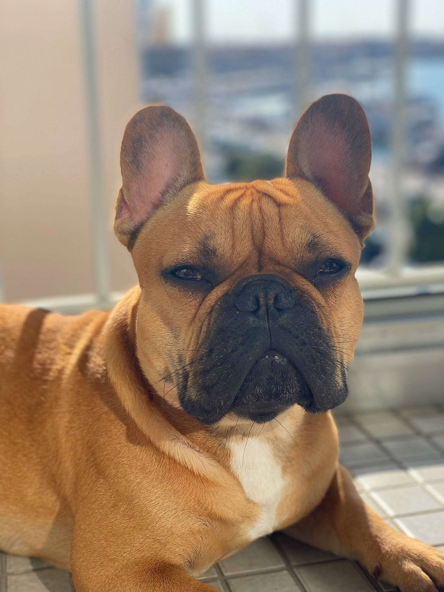 Orion participe au concours pour gagner de l'argent avec cette photo : ancient_dog_breeds, bulldog, canidae, carnivore, companion_dog, dog, dog_breed, dog_collar, ear, fawn, molosser, non_sporting_group, snout, sporting_group, terrestrial_animal, toy_dog, whiskers, working_animal, working_dog, wrinkle