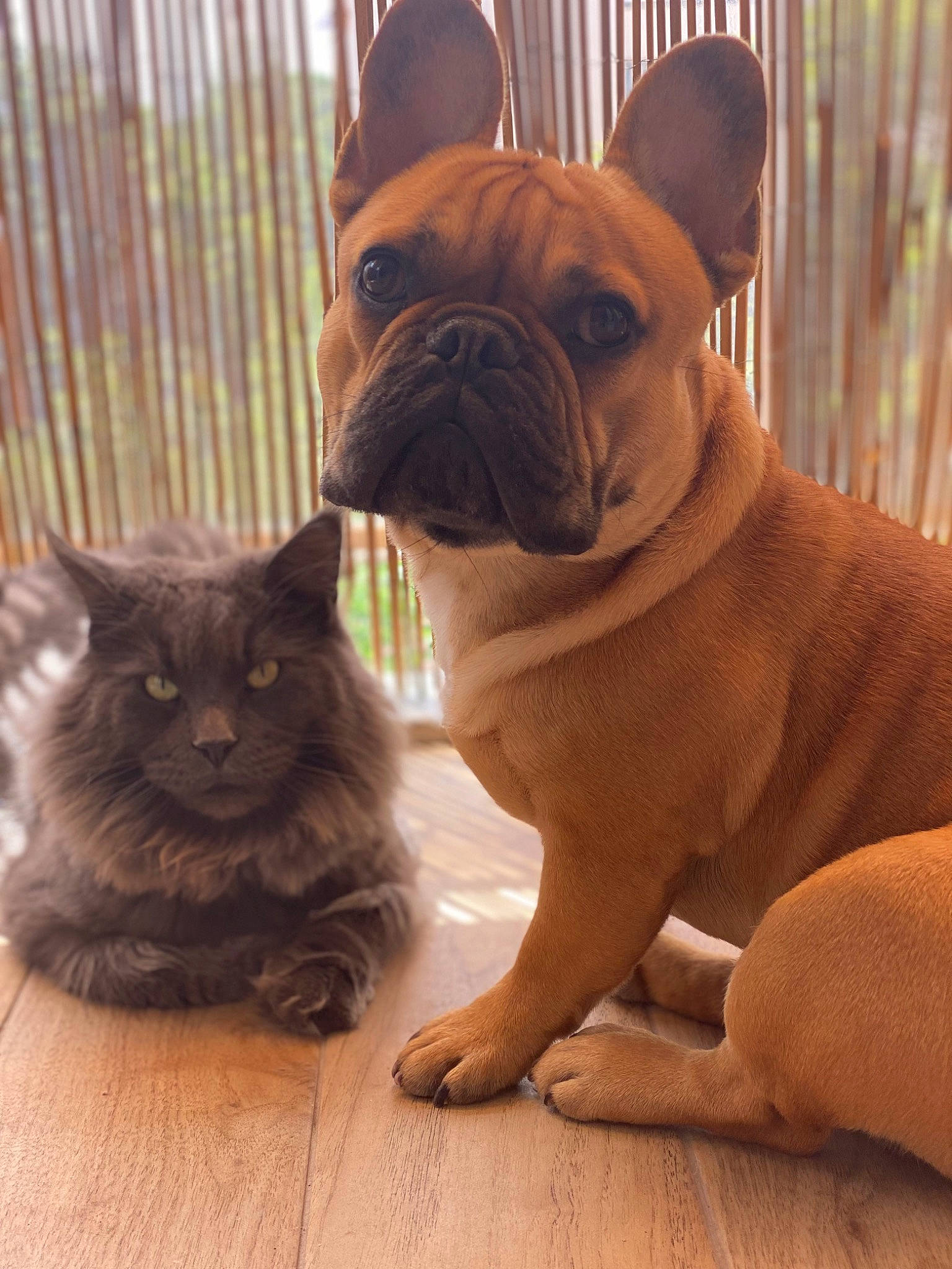 Orion participe au concours pour gagner de l'argent avec cette photo : bulldog, canidae, carnivore, cat, companion_dog, dog, dog_breed, dog_collar, fawn, felidae, flooring, hardwood, snout, tail, terrestrial_animal, toy_dog, whiskers, wood, working_animal, wrinkle