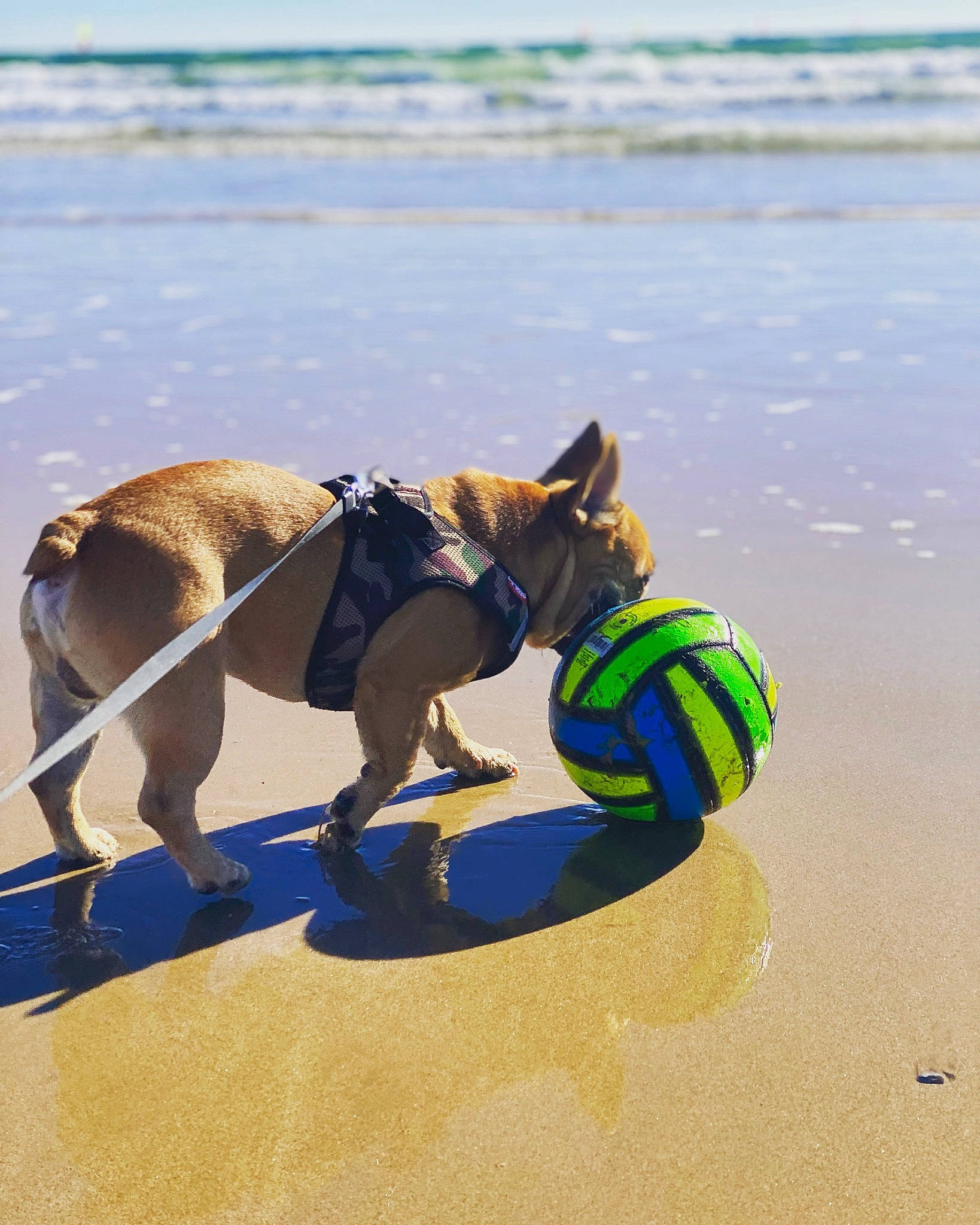 Orion a rejoint le concours — aidez-le/la à gagner de superbes lots ! beach, carnivore, collar, companion_dog, dog, dog_breed, dog_clothes, dog_collar, dog_supply, fawn, lake, leash, lifejacket, mammal, personal_protective_equipment, pet_supply, recreation, sand, water, working_animal