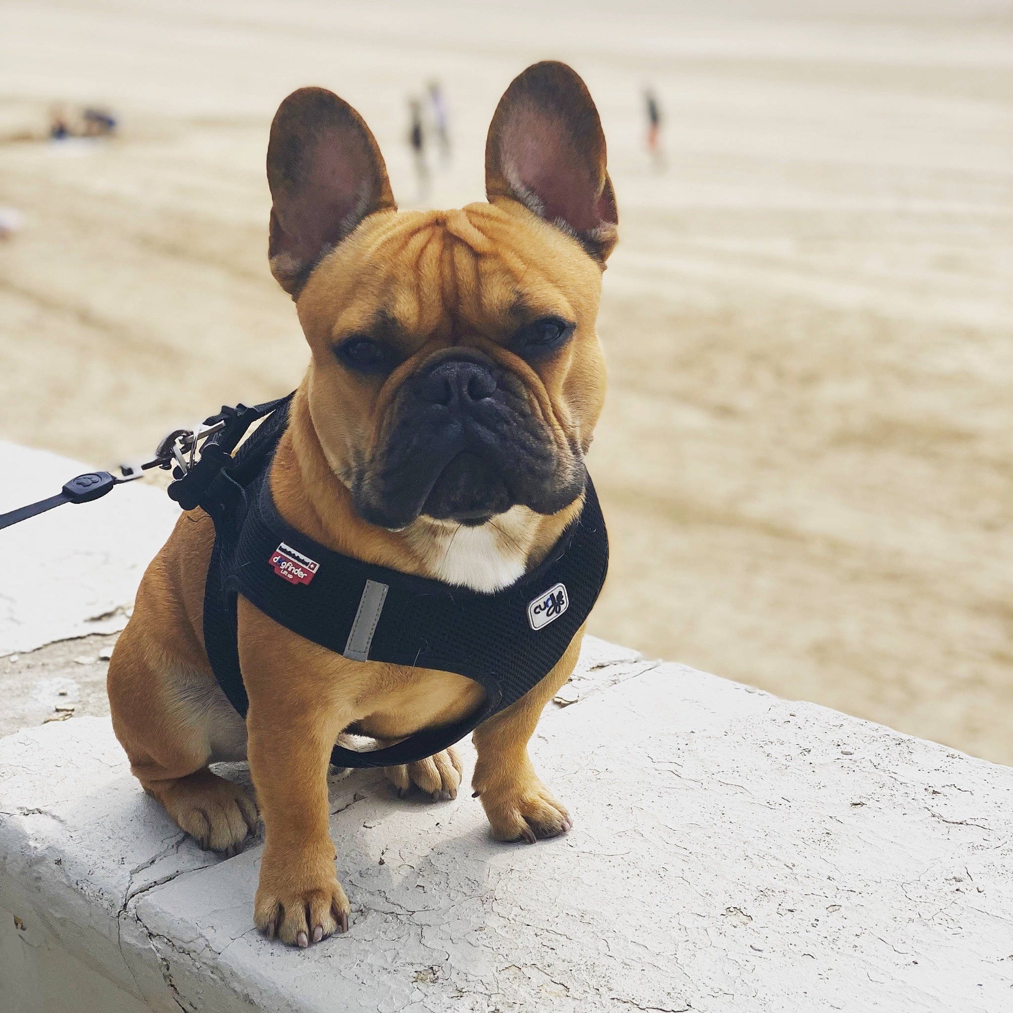 Orion a rejoint le concours — aidez-le/la à gagner de superbes lots ! ancient_dog_breeds, bulldog, canidae, carnivore, collar, companion_dog, dog, dog_breed, dog_collar, fawn, french_bulldog, leash, molosser, puppy, sporting_group, terrestrial_animal, toy_dog, working_animal, working_dog, wrinkle
