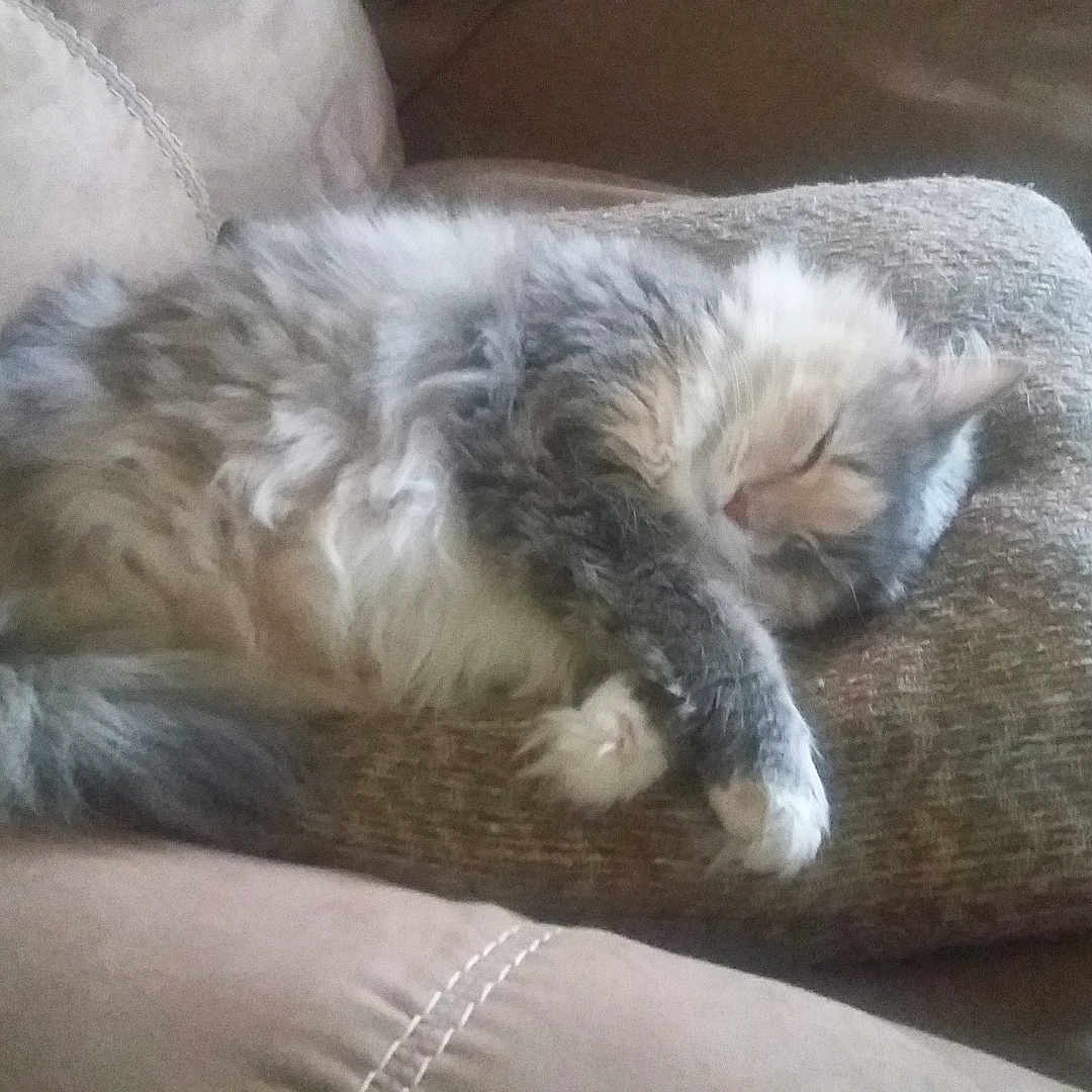 Precious joined the competition — help win amazing prizes! animal, cat, comfort, couch, cozy, cute, domestic, feline, fluffy, fur, furniture, home, indoor, nap, pet, pillow, relaxation, resting, sleeping, soft