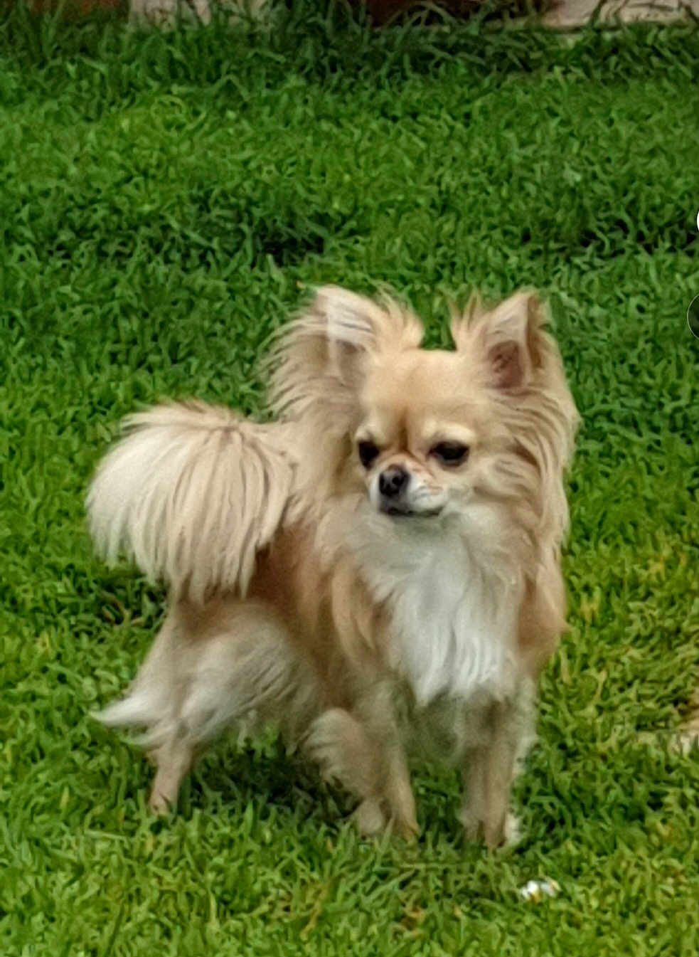 Minny participe au concours pour gagner de l'argent avec cette photo : dog, small_dog, chihuahua, long_hair, fluffy, pet, grass, outdoor, animal, canine, fur, tail, ears, alert, standing, nature, daylight, greenery, mammal, cute