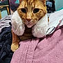 cat, orange_tabby, pet, animal, bed, blanket, pillow, fur, whiskers, ears, indoor, cozy, relaxed, domestic, feline, close_up, cute, sleepy, resting, soft