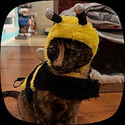 Yuri joined the competition — help win amazing prizes! cat, costume, bee_costume, yellow, black, furry, pet, animal, whiskers, eyes, antennae, plush, striped, portrait, indoors, wooden_floor, home, furniture, sitting, close_up