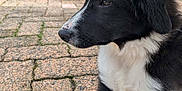 Rocky participe au concours pour gagner de l'argent avec cette photo : puppy, dog, black_and_white, fur, outdoor, pavement, stone, pet, animal, cute, young, resting, side_view, close_up, canine, muzzle, whiskers, ears, curious, calm