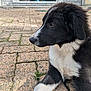 puppy, dog, black_and_white, fur, outdoor, pavement, stone, pet, animal, cute, young, resting, side_view, close_up, canine, muzzle, whiskers, ears, curious, calm