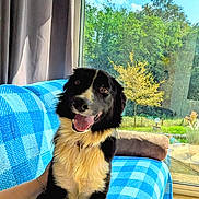 Rocky a rejoint le concours — aidez-le/la à gagner de superbes lots ! dog, black_and_white, smiling, indoor, couch, blanket, window, sunlight, greenery, tree, sky, human_hand, pet, happy, fur, collar, seated, daylight, home, cozy