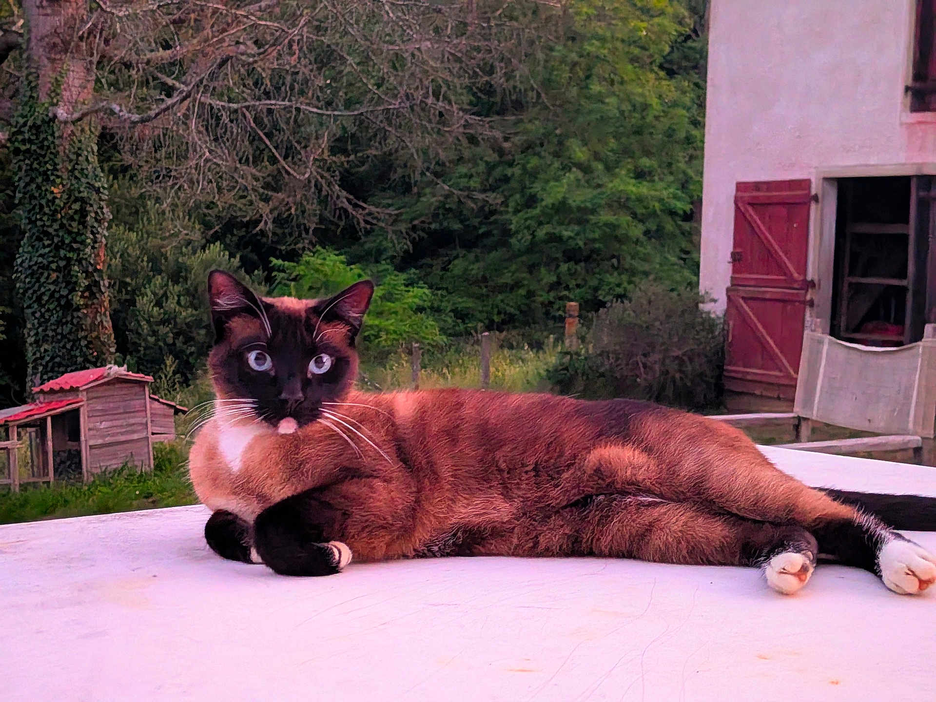 Naya