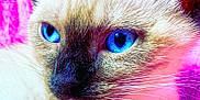 Naya a rejoint le concours — aidez-le/la à gagner de superbes lots ! cat, close_up, blue_eyes, whiskers, feline, fur, pink_background, purple_background, pet, domestic_animal, animal_portrait, muzzle, face, cute, soft_texture, indoor, animal, fluffy, resting, portrait