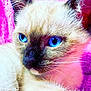 cat, close_up, blue_eyes, whiskers, feline, fur, pink_background, purple_background, pet, domestic_animal, animal_portrait, muzzle, face, cute, soft_texture, indoor, animal, fluffy, resting, portrait