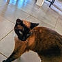 cat, siamese_cat, blue_eyes, white_paws, indoor, tile_floor, furniture, chair, table, curious, pet, animal, walking, looking_back, domestic_cat, mammal, whiskers, brown_fur, black_face, four_legs