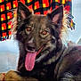 animal, brown_fur, canine, closeup, colorful, companion, curtain, cute, dog, domestic_animal, face, fluffy_ears, friendly, furry, happy, indoor, pet, portrait, relaxed, tongue_out